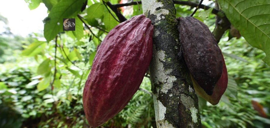 Cocoa Farmers Struggle Amidst Ongoing El Nino